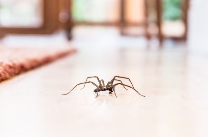 Unbeliebte Krabbler in den vier Wänden. Erfahren Sie 5 effektive Tipps, um Spinnen in der Wohnung zu vertreiben.