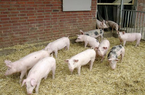 Hohenloher Landschweine in einem Stall Foto: dpa/BESH