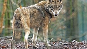 In Korntal-Münchingen war tatsächlich ein Wolf unterwegs. Foto: dpa