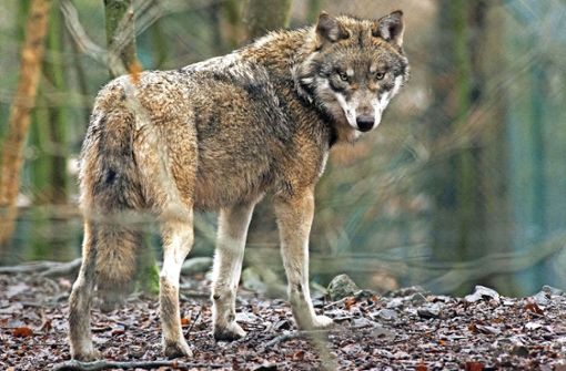 In Korntal-Münchingen war tatsächlich ein Wolf unterwegs. Foto: dpa