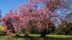 Die Natur zeigt sich im Frühling von ihrer schönsten Seite. Auf Stuttgart kommt eine tolle Woche zu. Foto: SDMG