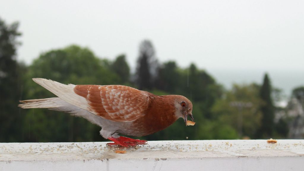 Vogelfutter auf dem Balkon: Wer Tauben füttert, dem darf gekündigt werden