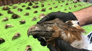 Mehr als 130 geschützte Adler verendet