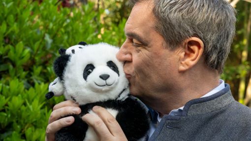 Hat im chinesischen Chengdu ein Panda-Kuscheltier geküsst: Bayerns Ministerpräsident Markus Söder. Foto: Peter Kneffel/dpa
