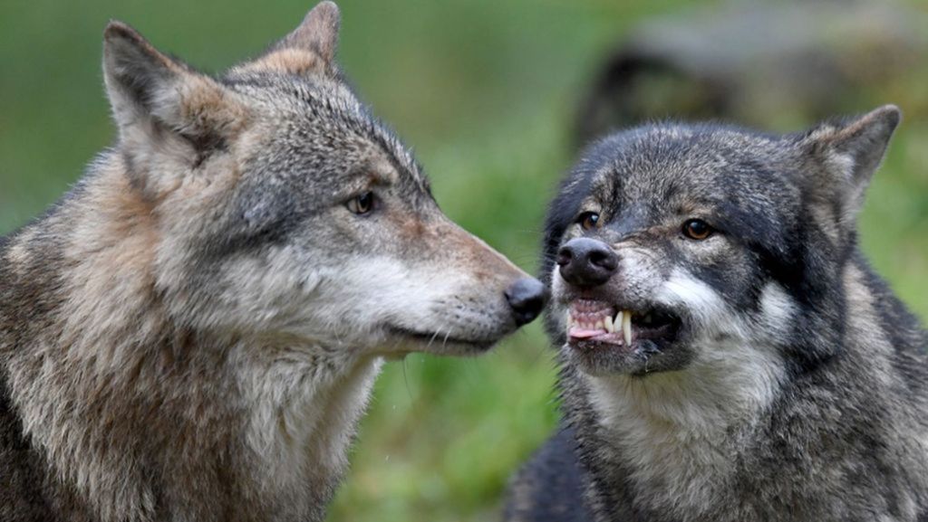 Gemeinsames Wolfsmanagement: Bundesländer planen Zusammenarbeit beim Umgang mit dem Wolf
