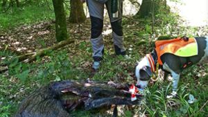 Bei der Übung wurden Wildschweine im Wald platziert, die von den Suchteams gefunden und entsorgt werden mussten. Foto: Landratsamt Böblingen