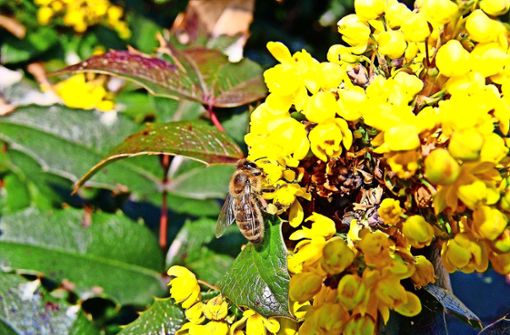 Eine Honigbiene sammelt Nektar von einer  Mahonie. Foto: Michael Käfer