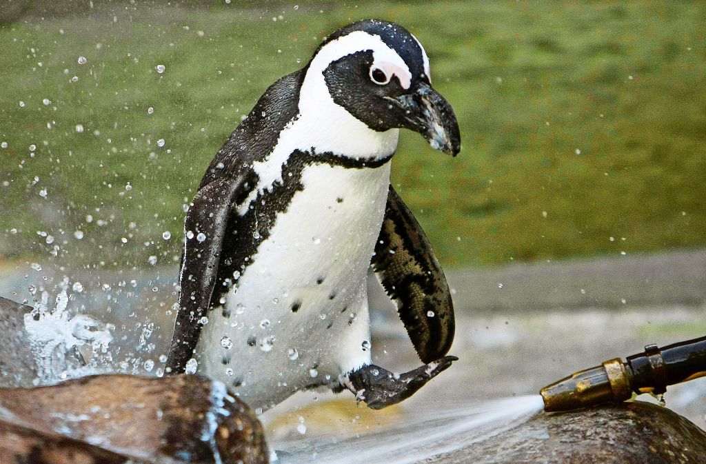 Die Tiere in der Wilhelma wie dieser Pinguin  lieben Wasser als Abkühlung. Foto: AP