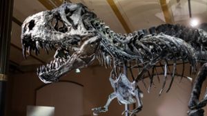 Tyrannosaurus rex kehrt nach Deutschland zurück