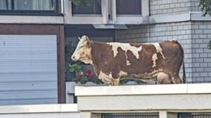 Wie eine Kuh auf ein Dach kommt