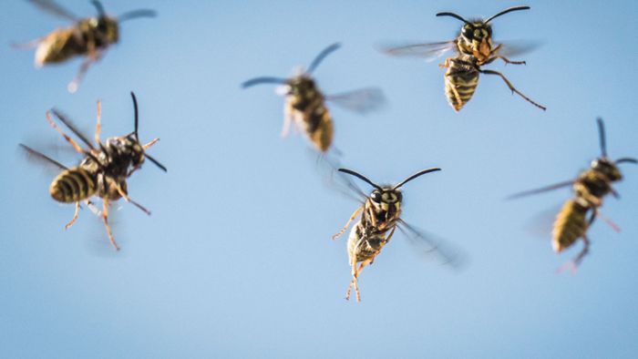 Wespen-Bekämpfung mit Deo – Mann steckt   Dach in Brand