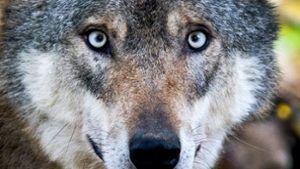 Ein Wolf  in einem Gehege im niedersächsischen Springe. Foto:  