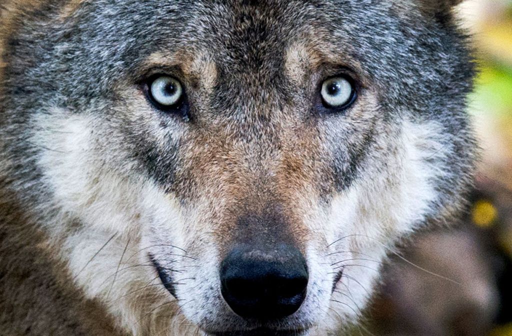 Ein Wolf  in einem Gehege im niedersächsischen Springe.
