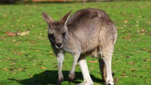 Känguru „Skippy“ ausgebüxt – Zirkus sucht nach Tier