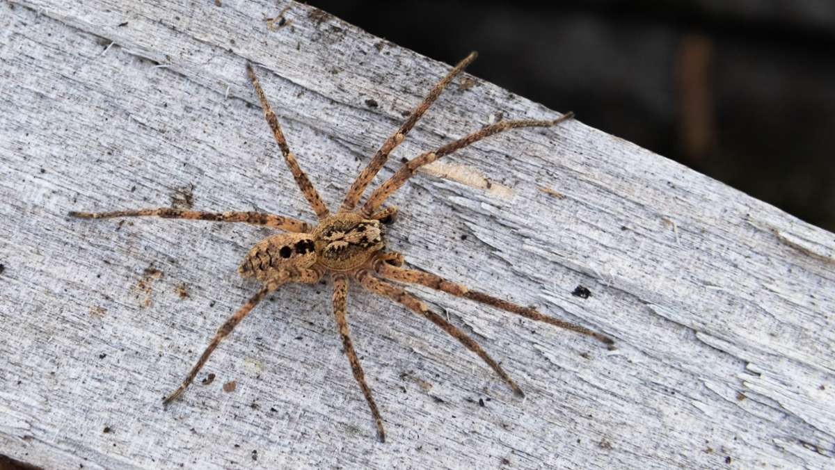 Nosferatu in Baden-Württemberg: Giftige Spinne wird immer häufiger gesichtet