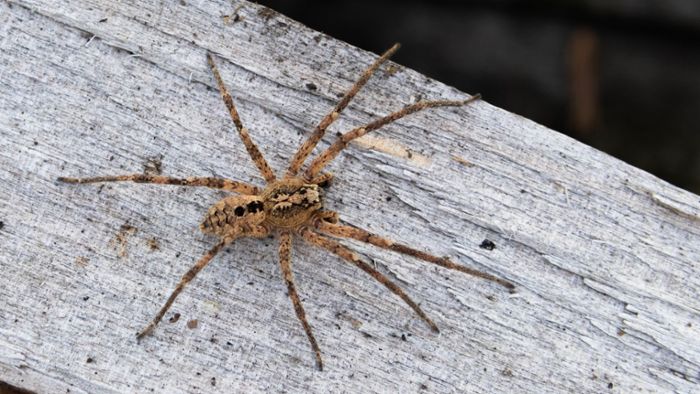 Giftige Spinne wird immer häufiger gesichtet