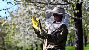 Langfinger greifen immer wieder  in Bienenkästen