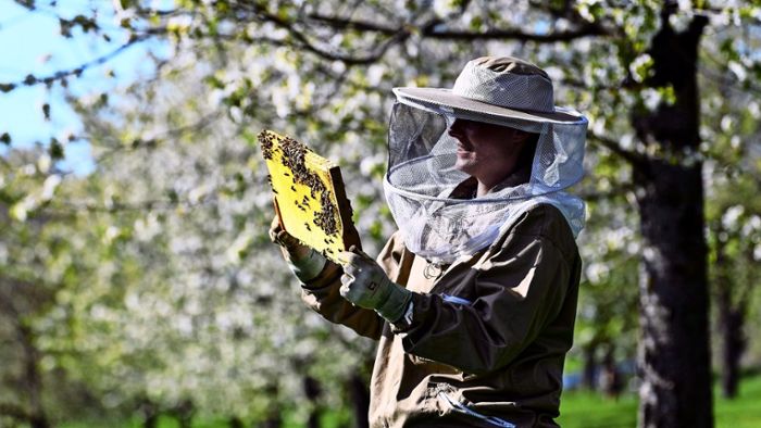 Langfinger greifen immer wieder  in Bienenkästen