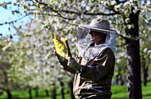 Welcher Laie findet unter all den Bienen die Königin? Eigentlich nur einer, der sich auskennt, sagen die Hohenheimer Imker. Foto: dpa/Patrick Seeger