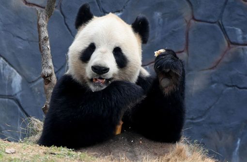 Pandabären lassen zahlreiche Herzen dahinschmelzen (Symbolbild). Foto: dpa