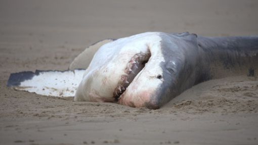Ein toter Weißer Hai liegt an einem Srand (undatiertes Handout) Foto: Christiaan Stopforth/Drone Fanatics SA/dpa