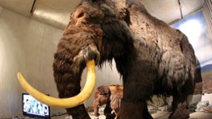 Mammut-Backenzahn bei Brunnenbohrung entdeckt