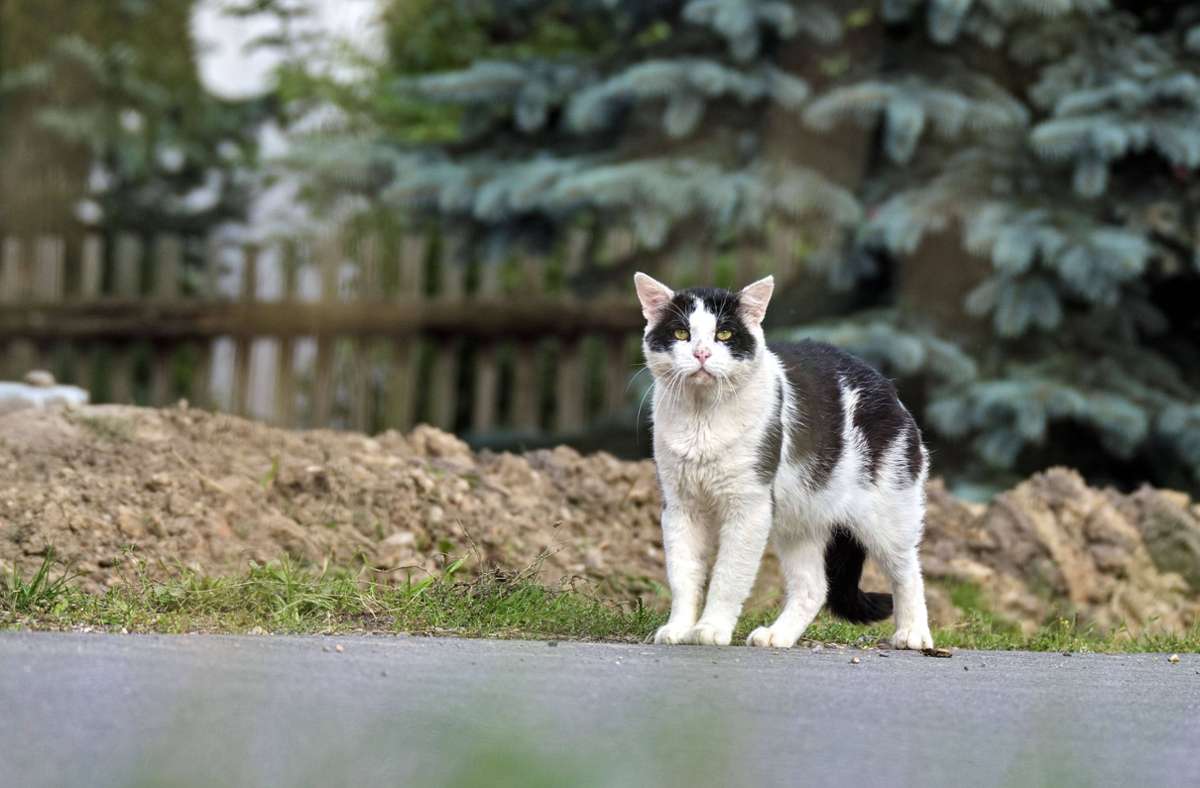 Laut dem Deutschen Tierschutzbund leben in Deutschland rund zwei Millionen Katzen auf der Straße (Symbolbild). Foto: imago images/STAR-MEDIA/Michael Schöne