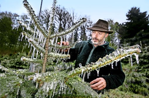 Zum Schutz packt Harald Müller seine Weihnachtsbäume in ein eisiges Gewand. Foto: Horst Rudel