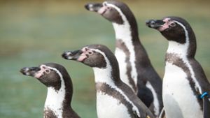 Pinguin aus Tiergehege gestohlen