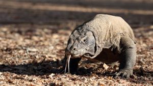 Komodo-Warane gehören zu den prominenten Tieren, die zur Jungfernzeugung befähigt sind. Foto: imago/blickwinkel