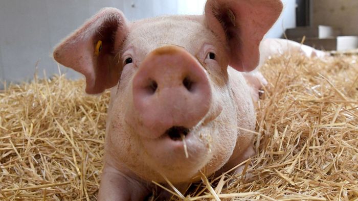 Forschungsteam entwickelt Empfehlungen für Schweinehalter