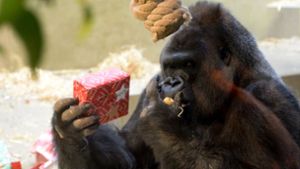 So tierisch freuen sich die Affen über ihre Geschenke