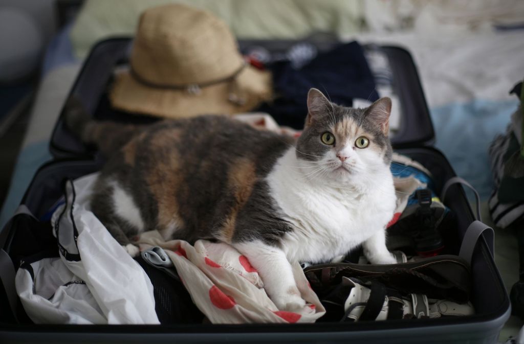 Eine Katze verreist nicht gerne und fühlt sich in der gewohnten Umgebung am wohlsten. Wer in den Urlaub fährt, sollte sich rechtzeitig um eine Betreuung bemühen. Foto: dpa
