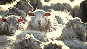 Diese Schafe haben es wohl besser:  Sie fühlen sich offensichtlich  wohl. Foto: dpa