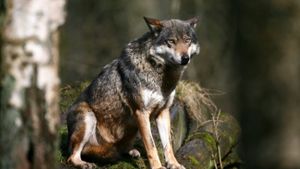„Wir begrüßen den Wolf in Baden-Württemberg Foto: dpa