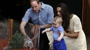Guck mal, was da mümmelt: Prinz George zeigt im Zoo von Sydney sichtlich Gefallen an seinen Bilbys. Foto: Getty Images AsiaPac