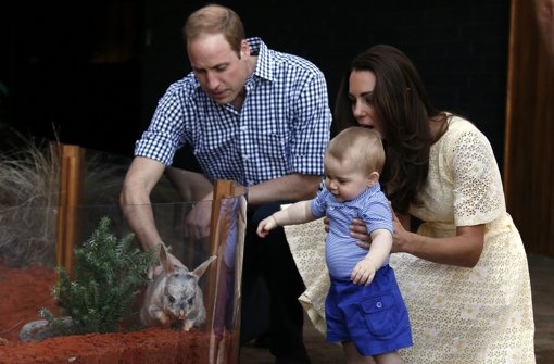 Guck mal, was da mümmelt: Prinz George zeigt im Zoo von Sydney sichtlich Gefallen an seinen Bilbys. Foto: Getty Images AsiaPac