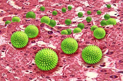 Hepatitis-B-Viren auf Leberzellen. Foto: Mauritius