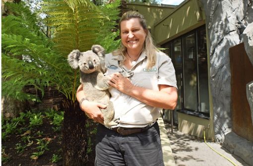 Koala Navy fühlt sich sehr wohl in der Wilhelma – und auf dem Arm der australischen Chefpflegerin Michelle Barnes. Foto: Iris Frey