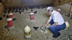 Ein ehrenamtlicher Taubenschützer füttert die Tauben im Schlag auf der Leonhardskirche Foto: Leif Piechowski