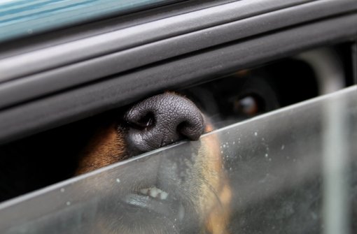 Nach einem Verkehrsunfall auf einem Feldweg im Kreis Biberach ist am Freitagnachmittag ein Rottweiler entlaufen. Die Polizei suchte den Hund mit einem Hubschrauber. (Symbolbild) Foto: dpa