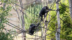 Schimpanse im Zoo ertrunken