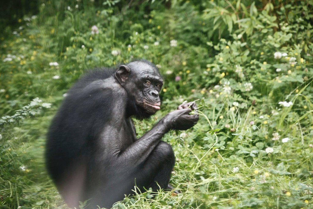 Bereits seit Anfang Juli dürfen die Bonobos in der Außenanlage toben.