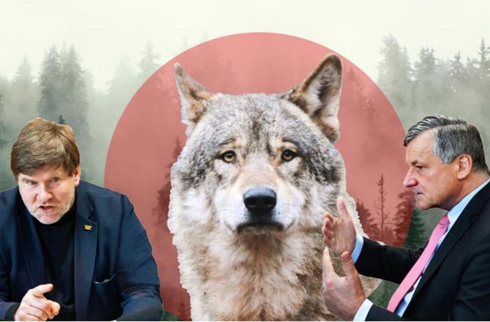 Streitgespräch Grüne und FDP: Sollen Wölfe im Land abgeschossen werden – oder nicht?