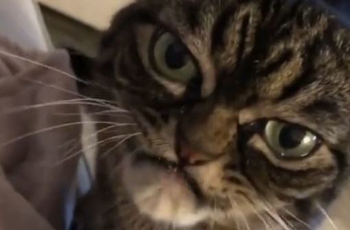Mit ihrem Instagram-Kanal will Angry Grumpy Kitzia die Nachfolgerin von Grumpy Cat werden. Foto: Instagram/@grumpy_kitzia