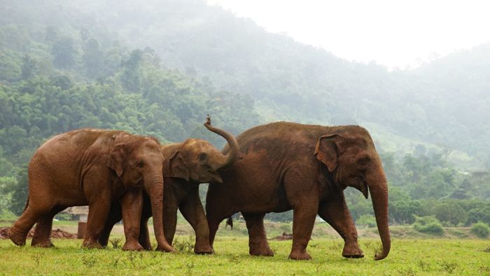 Hier bekommen gequälte Elefanten ein neues Zuhause