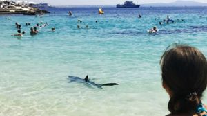 An der Südwestküste von Mallorca war drei Mal ein Hai gesichtet worden. Nun hat die spanische Küstenwache das Tier gefangen und eingeschläfert. Foto: dpa