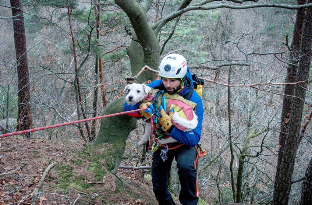 Die Bergwacht befreite den kleinen Hund aus seiner misslichen Lage. Foto: Landratsamt Rastatt