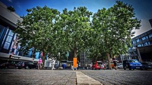 Gut fürs Stadtklima: Bäume auf dem Marktplatz Foto: Lichtgut/Achim Zweygarth