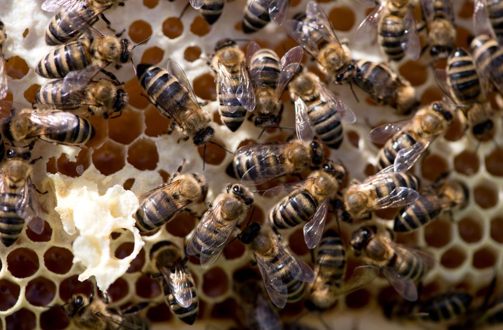 Tausende Bienen kümmern sich um den Honig in den Waben.